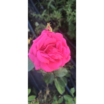 Róża szczepiona NA PNIU NEON PINK